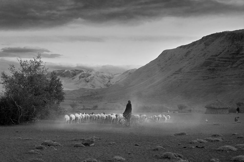 the Masai man and his flock