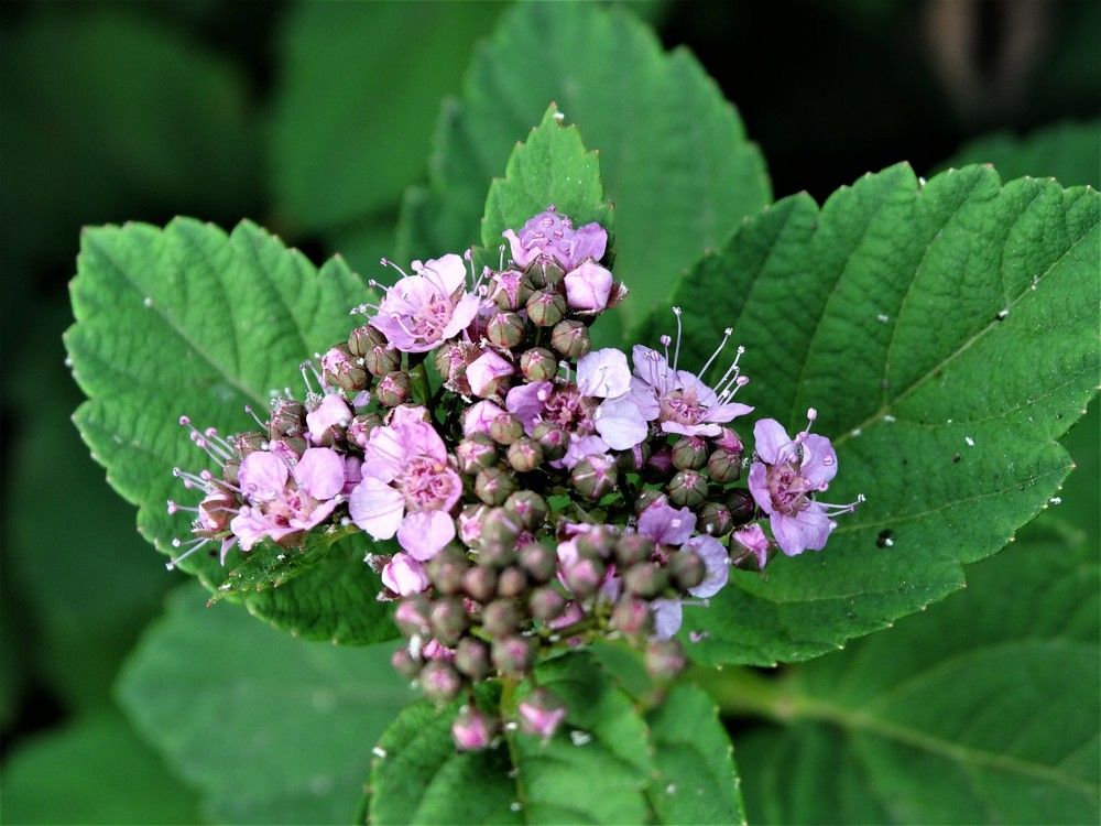 Photograph by Николай Худяков