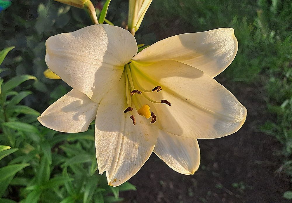 Photograph by Николай Худяков