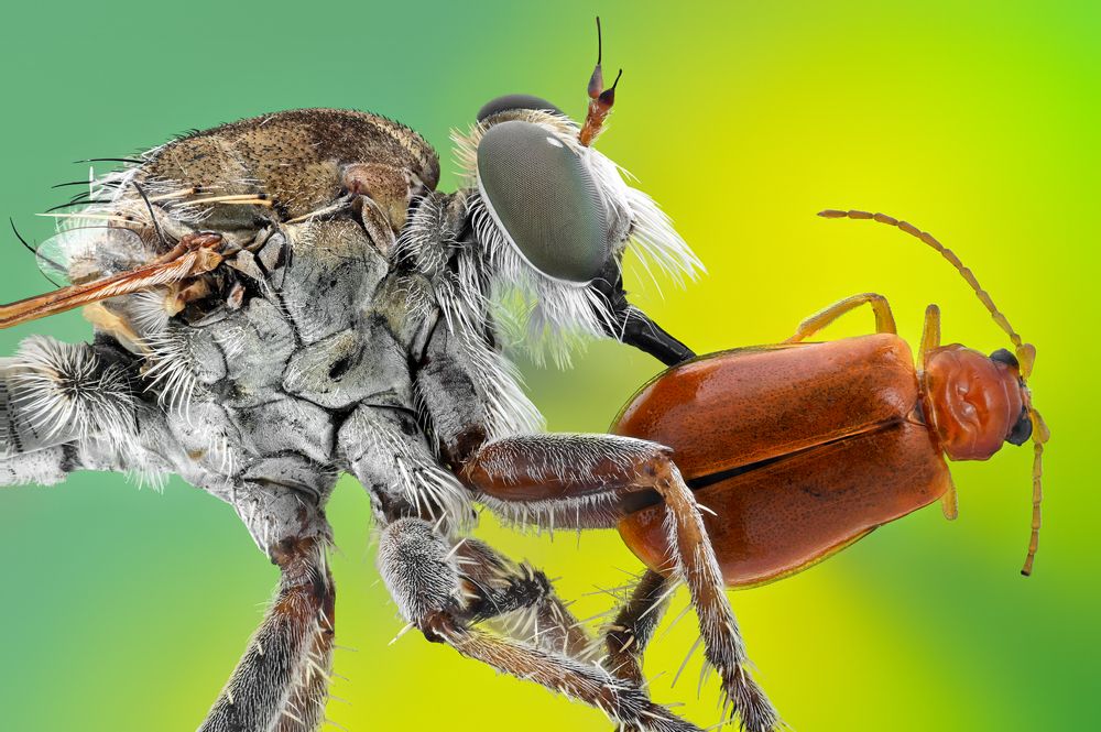 Photograph by Khalid Al-Wadhaihi