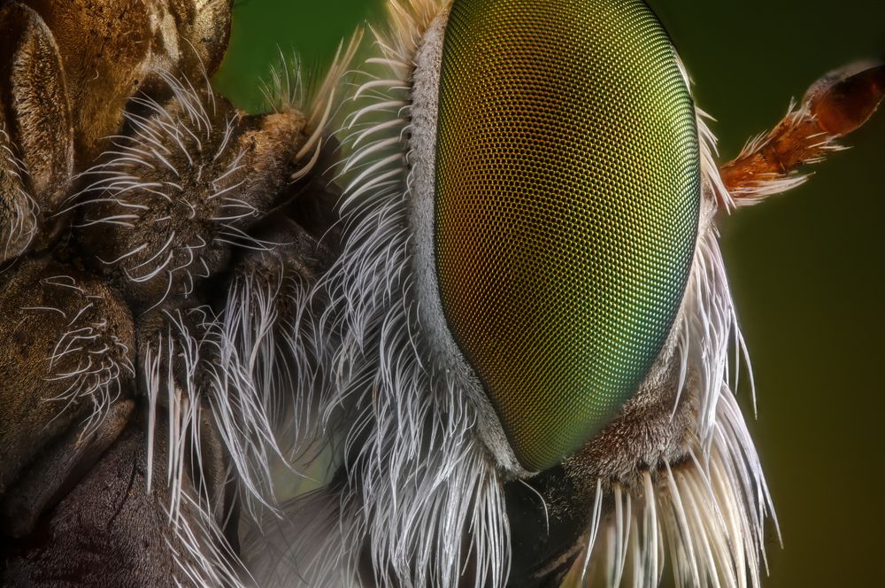 Photograph by Khalid Al-Wadhaihi