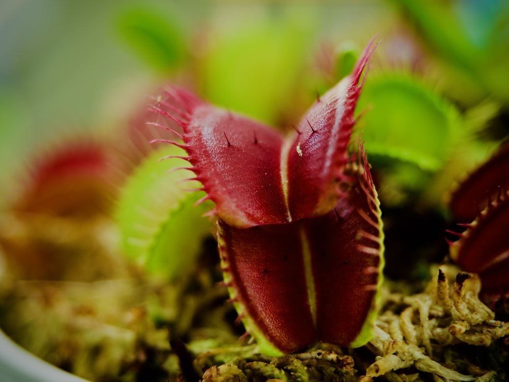 Photograph by Светлана Георкова