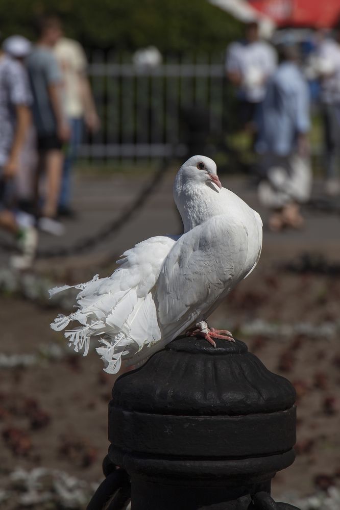 Photograph by Светлана Карнаух