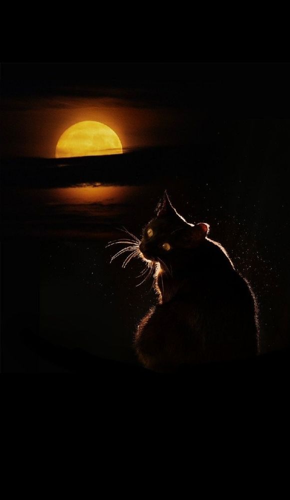 Лунный кот