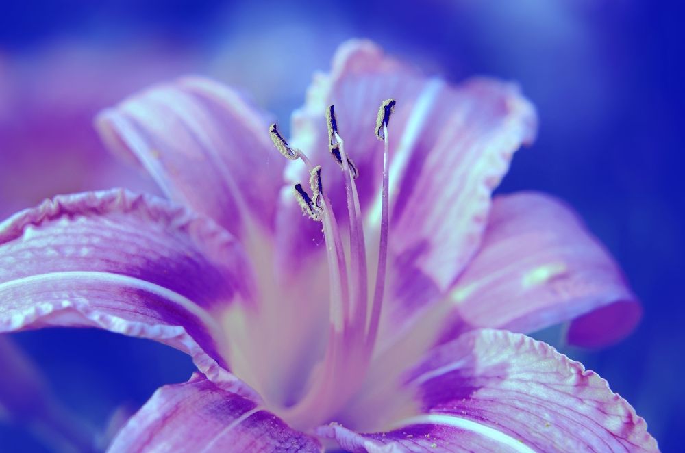 Photograph by Наталья Иванова