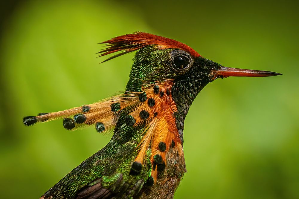 Tufted Coquette