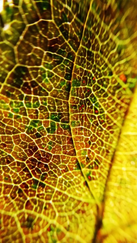 Photograph by Ирина Алпацкая