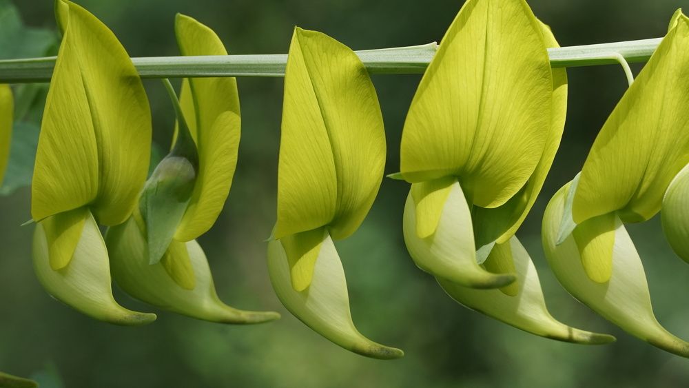 Canary Bird Bush Flowers