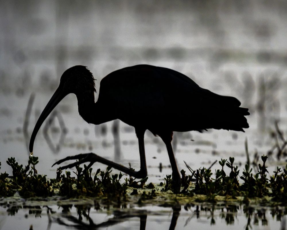Фотография автора Hirak Mitra