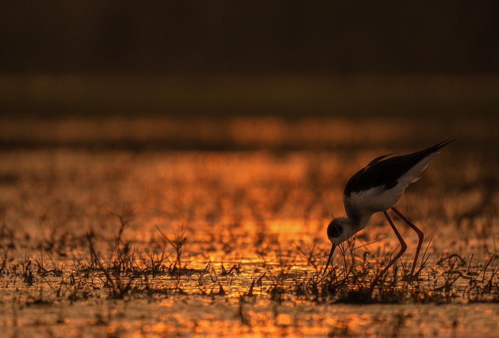 Photograph by Hirak Mitra