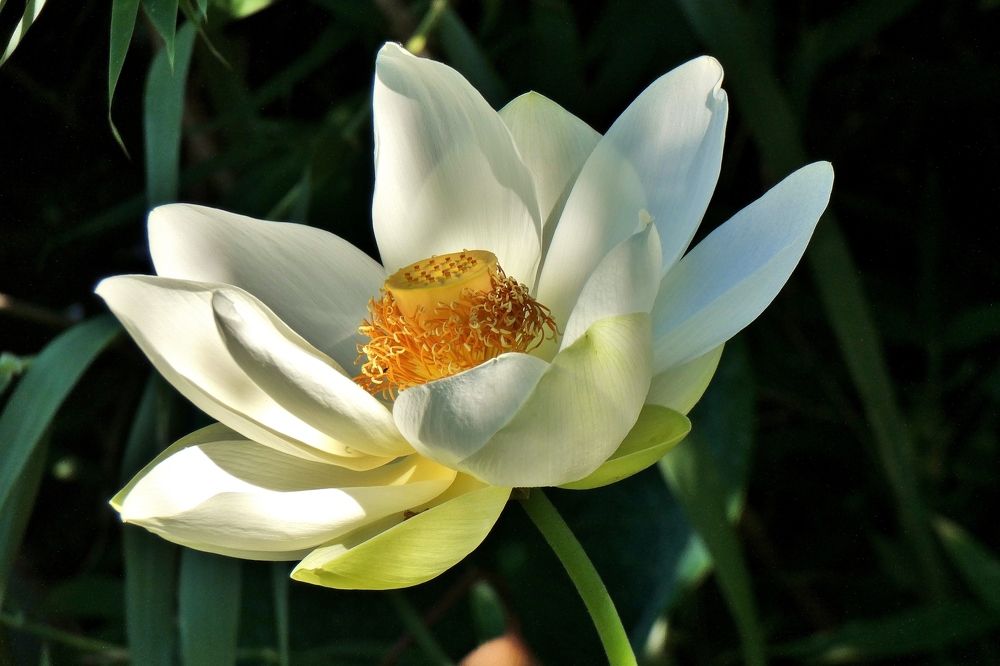 Photograph by backareva irina