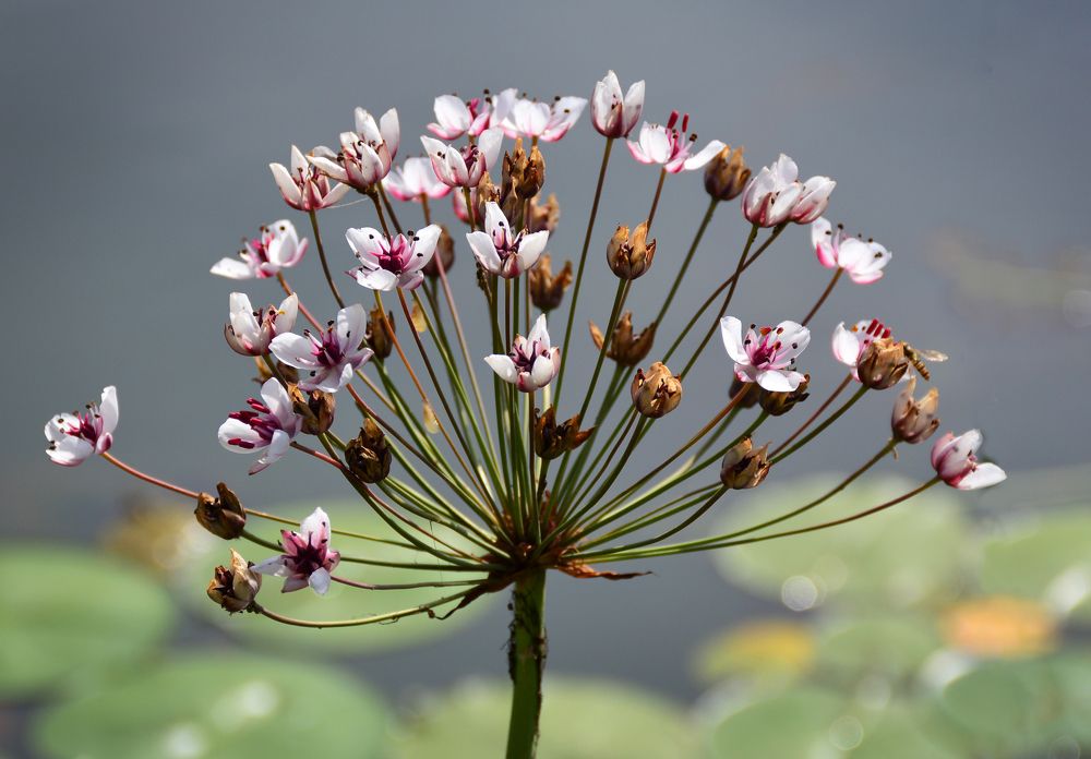 Photograph by Inna Ivanova