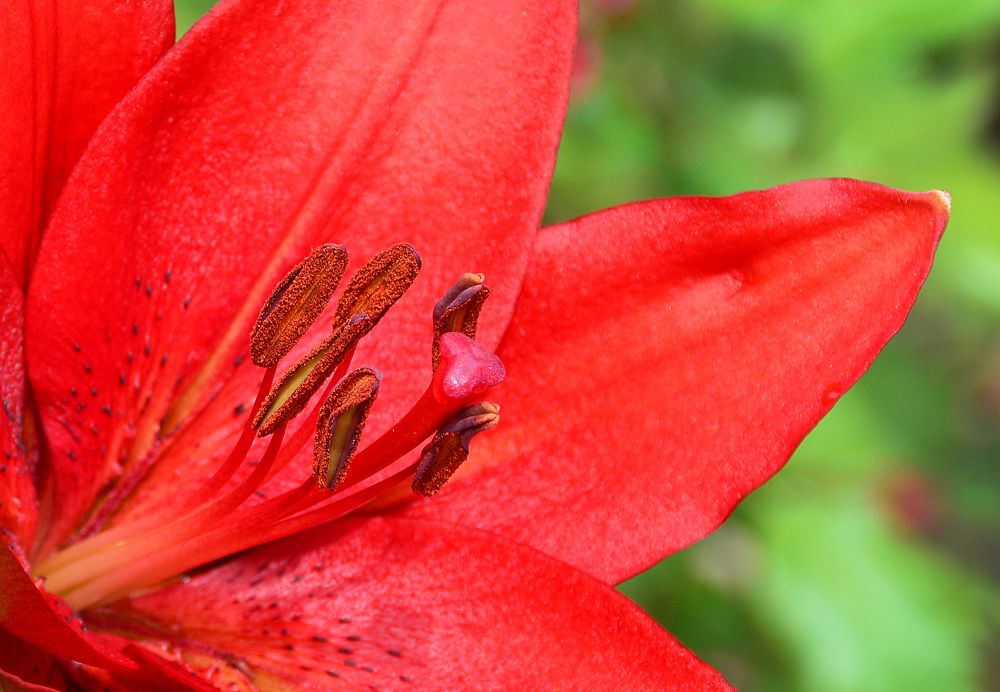 Photograph by Inna Ivanova