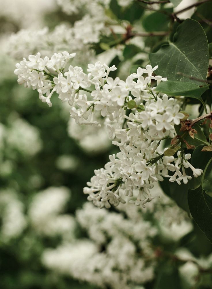 Photograph by Светлана Сафонова