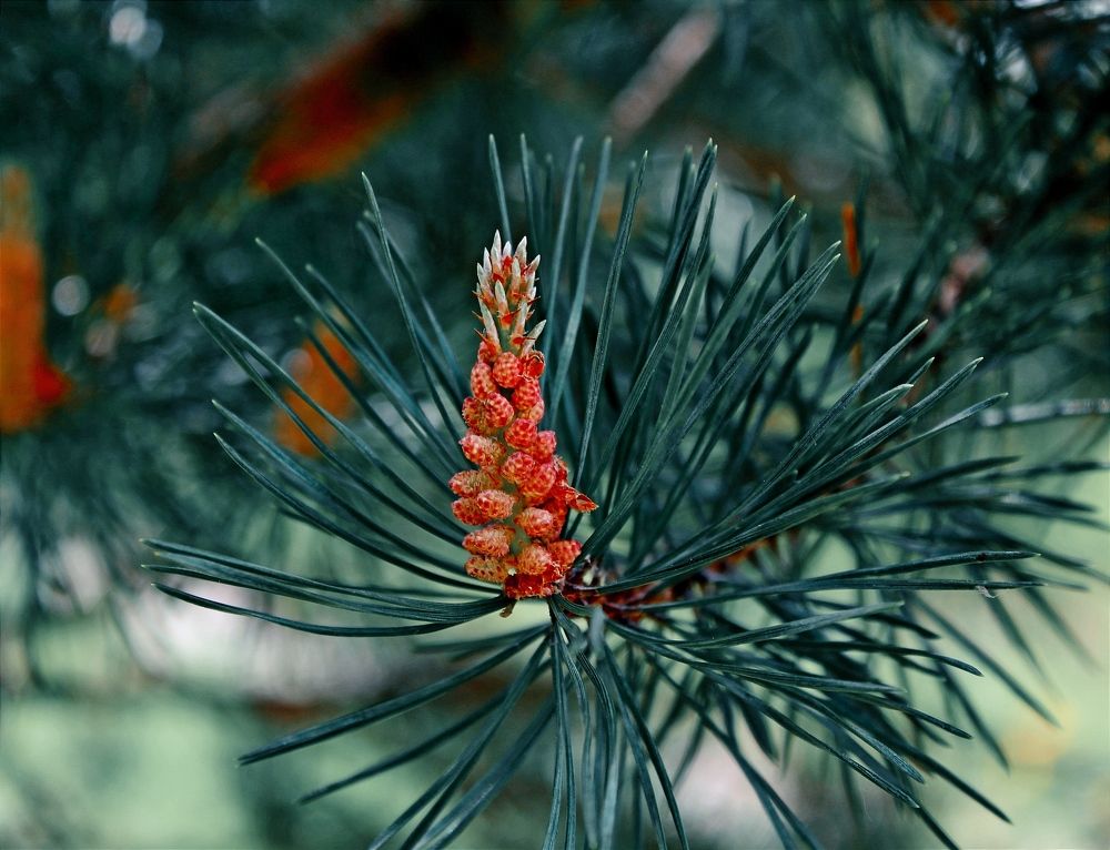 Сосновый ананас