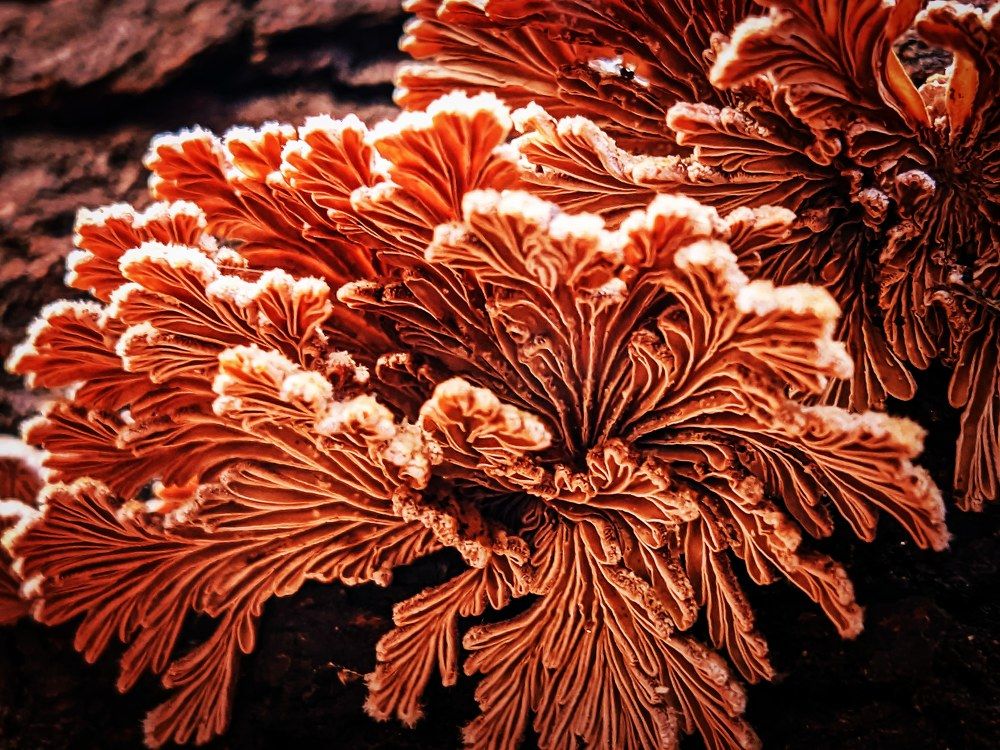 Splitgill mushroom