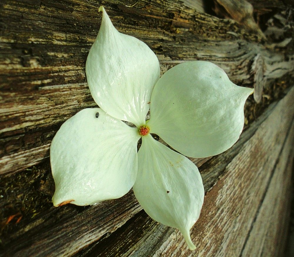 Photograph by Дмитрий Соколов