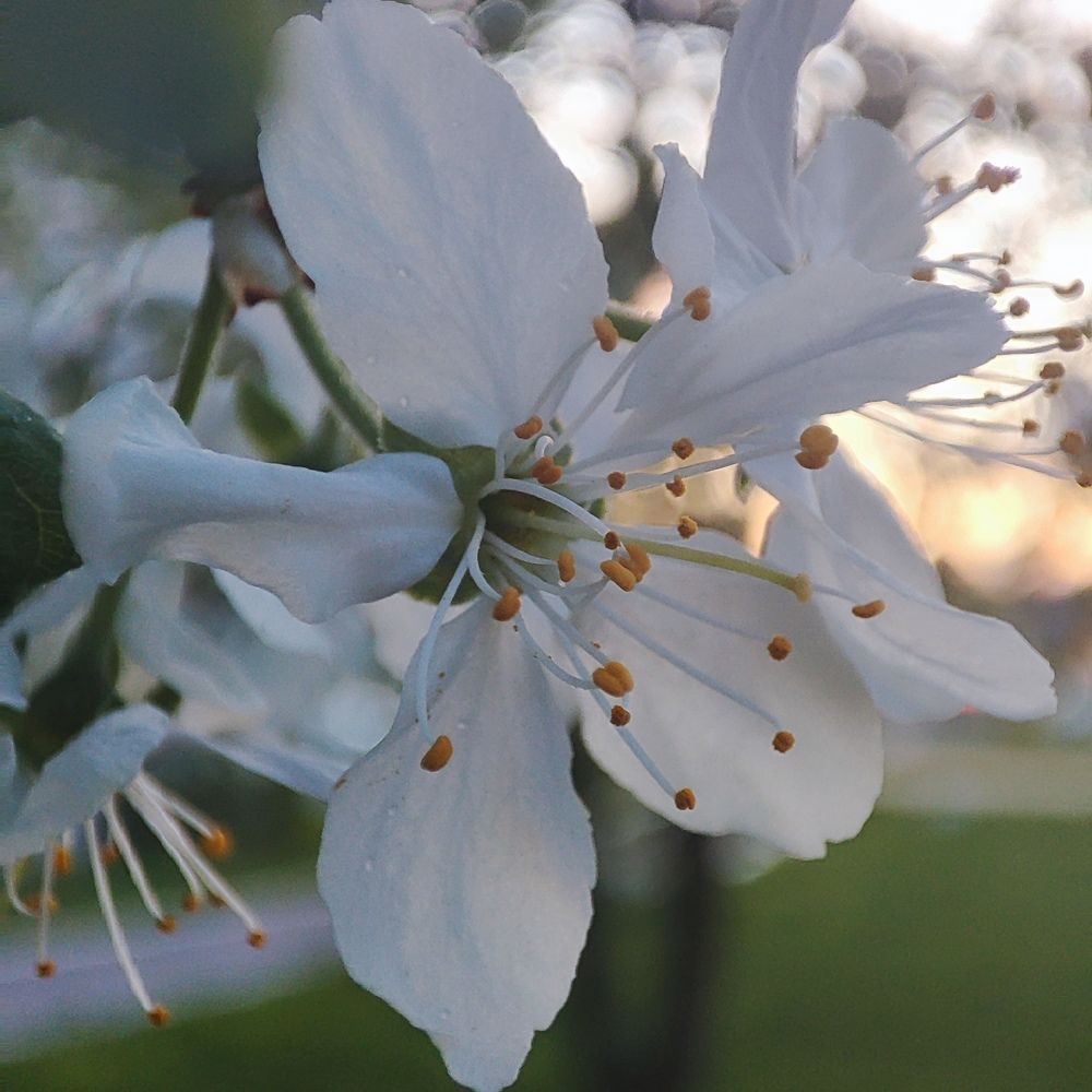 Photograph by DARIA DEMINA