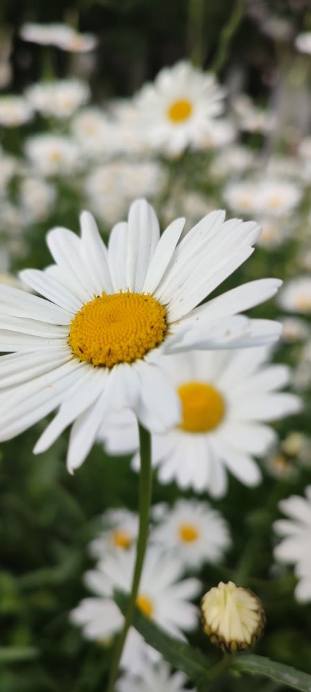 Photograph by DARIA DEMINA