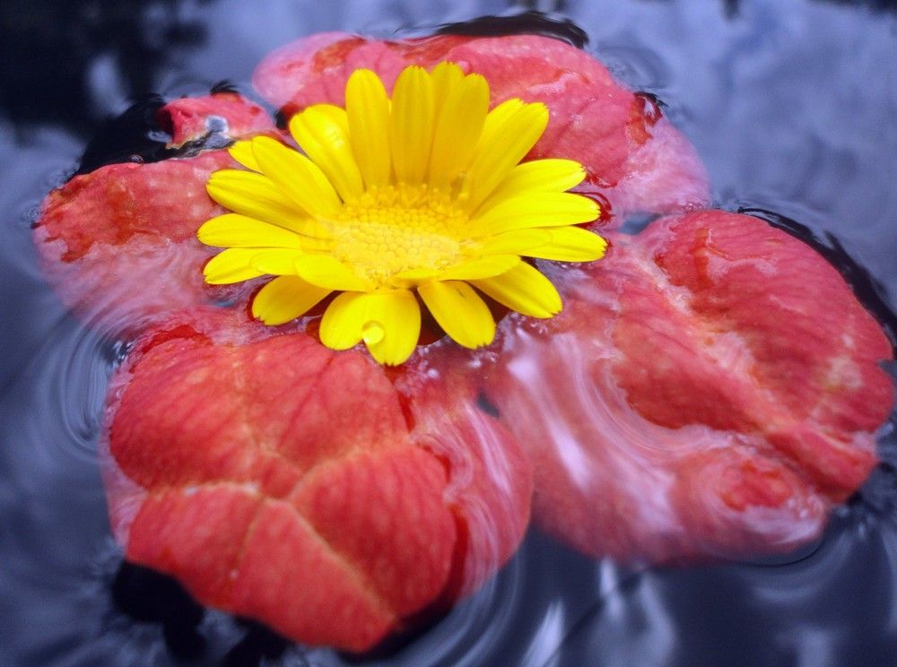 Photograph by Дмитрий Соколов