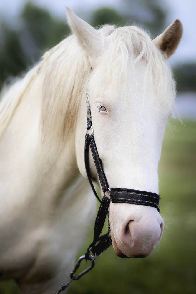 Photograph by Людмила Лебединская