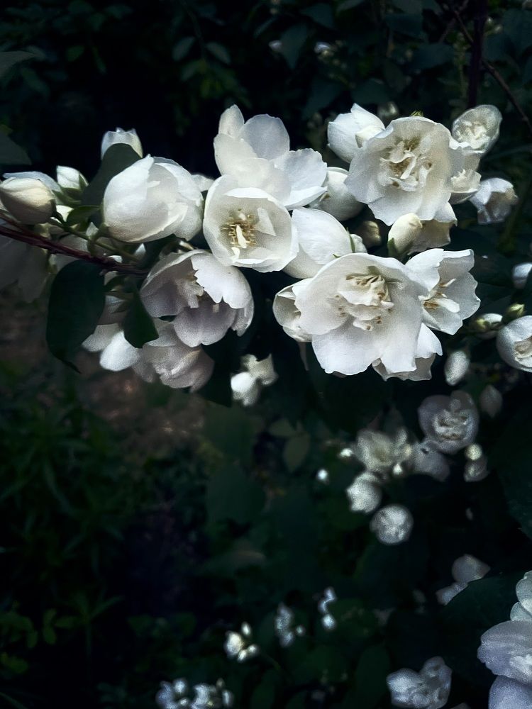 Photograph by Olga Kobylenkova