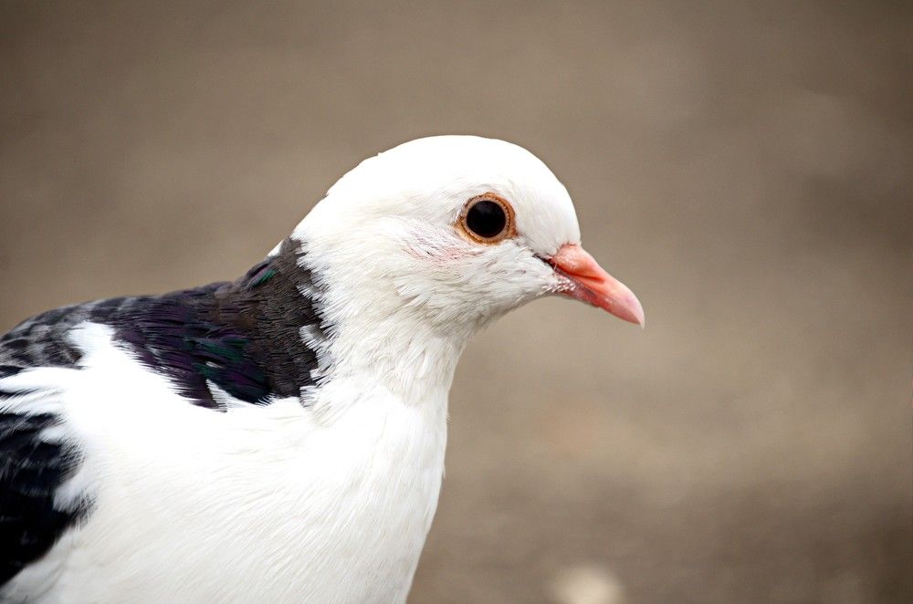 Photograph by Maks315519