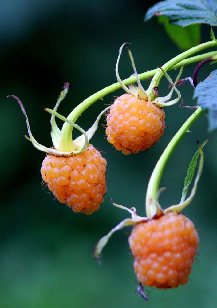 Photograph by Глеб Кузьминых