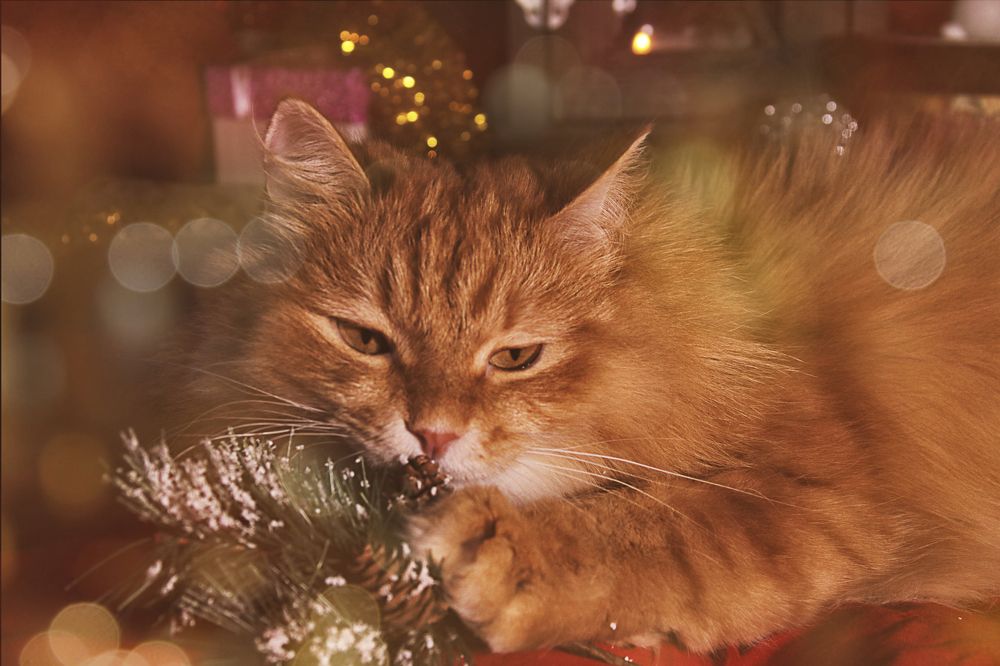 Photograph by Валерий Шорохов