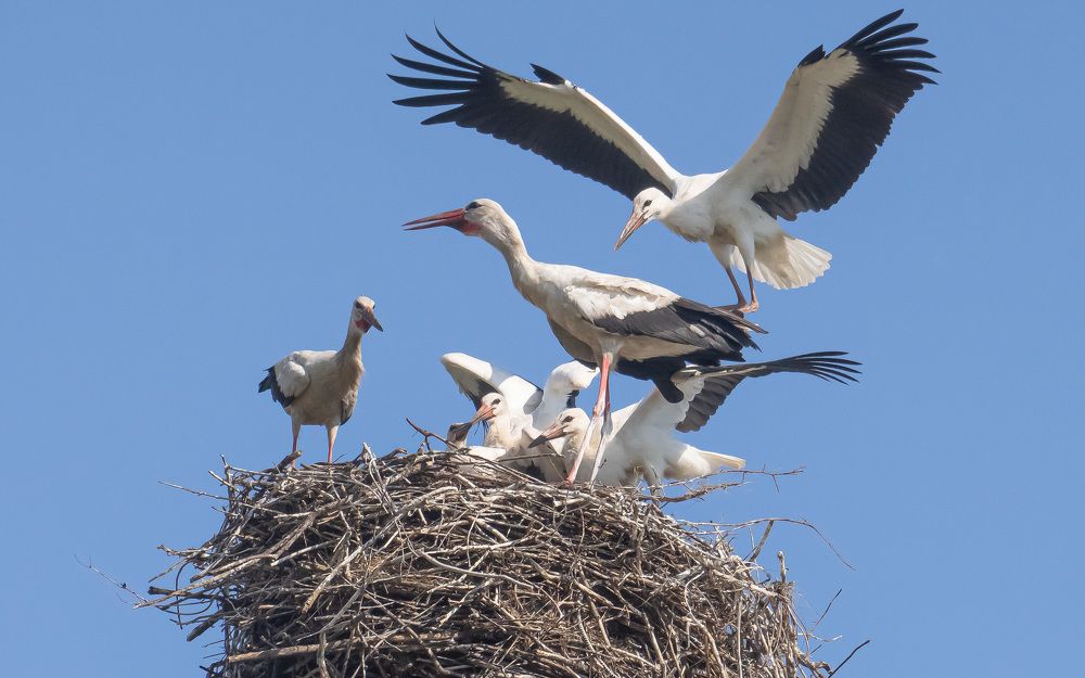 Фотография автора Николай Бологов