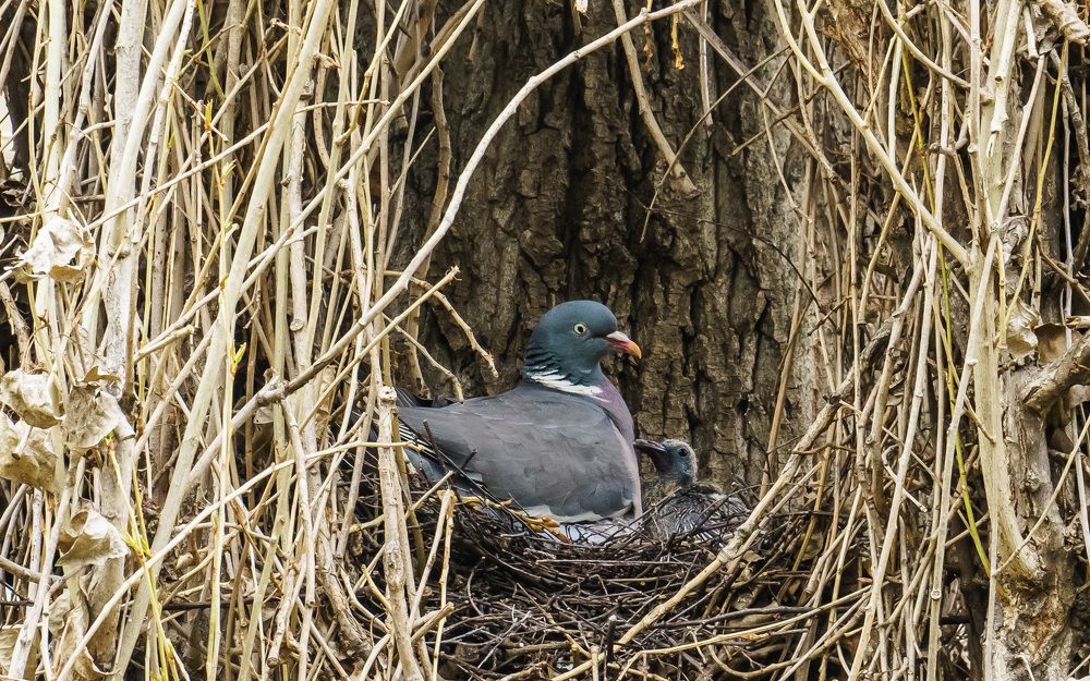 Фотография автора Николай Бологов