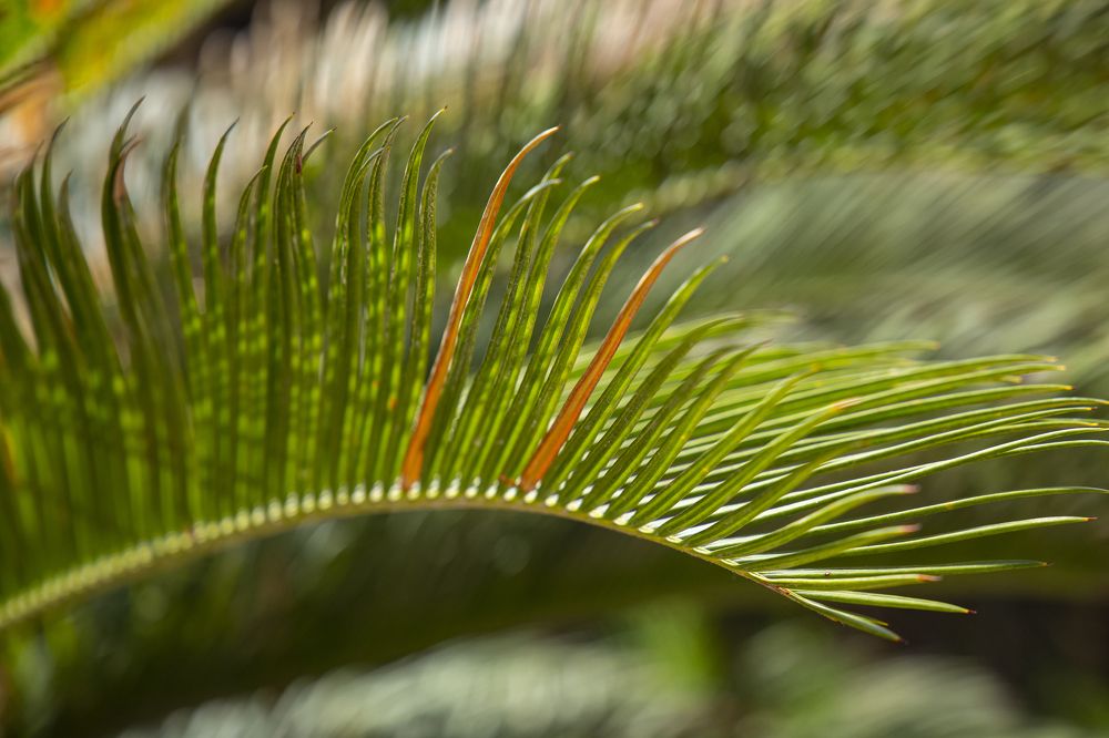 Photograph by Светлана Карнаух