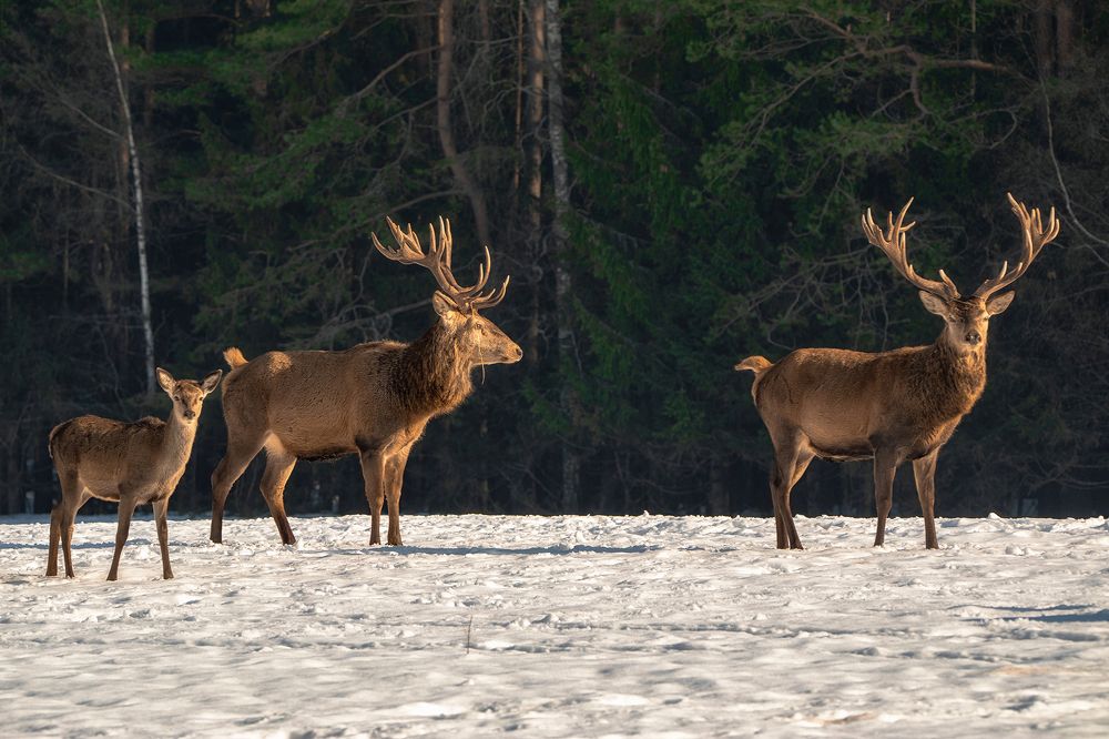 Photograph by Усманов Рашид
