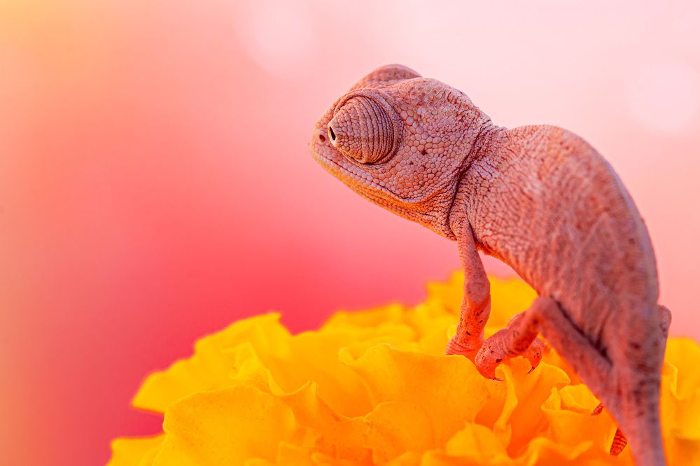 Photograph by Anas Shalash