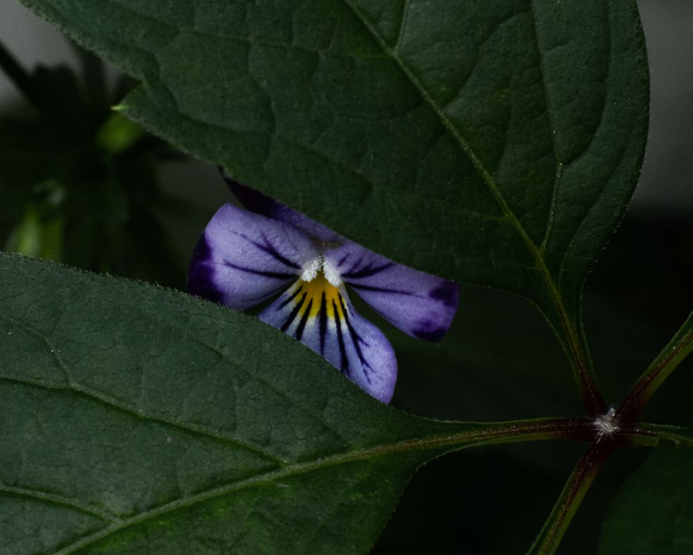 Photograph by Анна Новосельцева