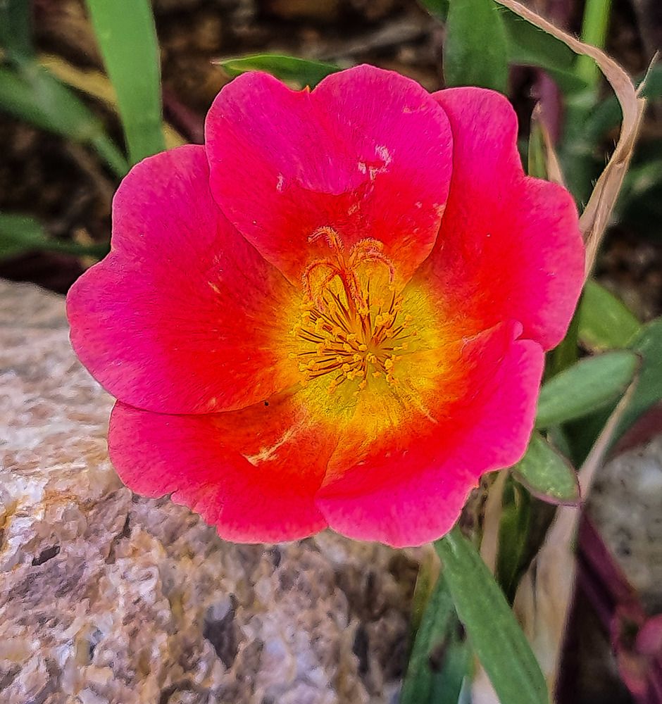 Photograph by Rajesh rao