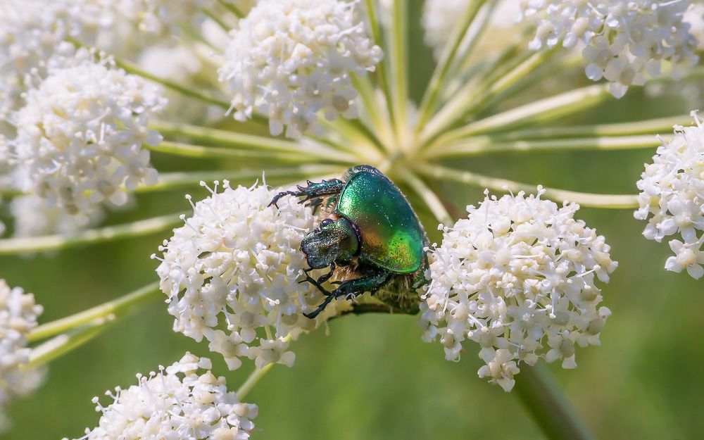 Фотография автора Николай Бологов