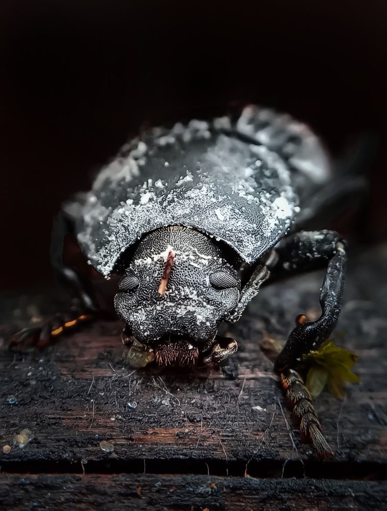 Photograph by Thimira dinisuru