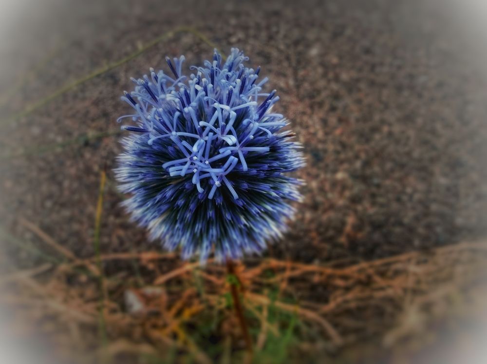 Photograph by shahin foroughi