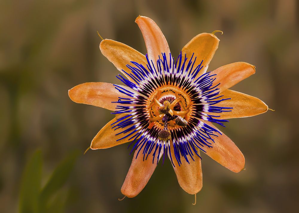 Photograph by Mario Fiorucci