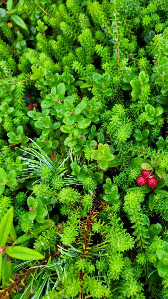 Photograph by Антон