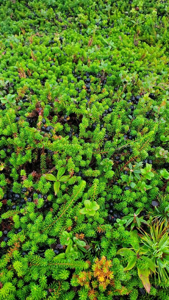 Photograph by Антон