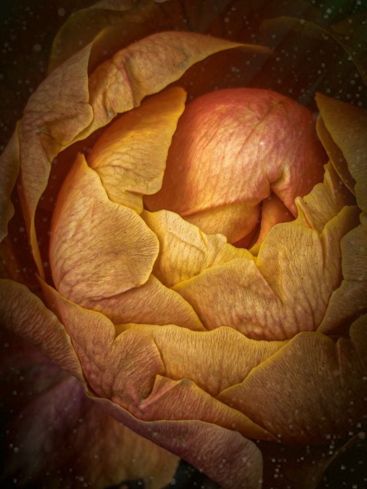 Осенняя роза