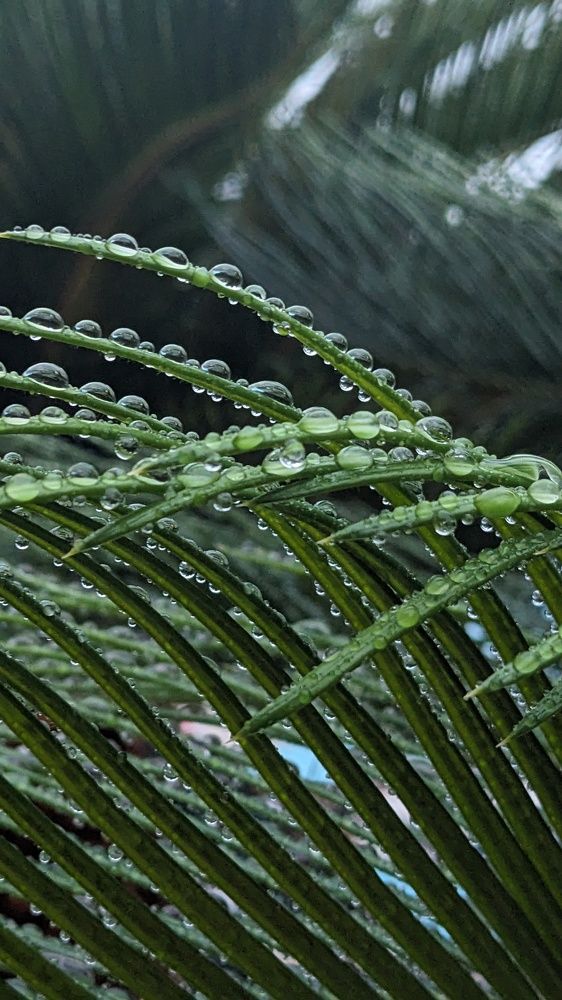 Water drops like pearls...