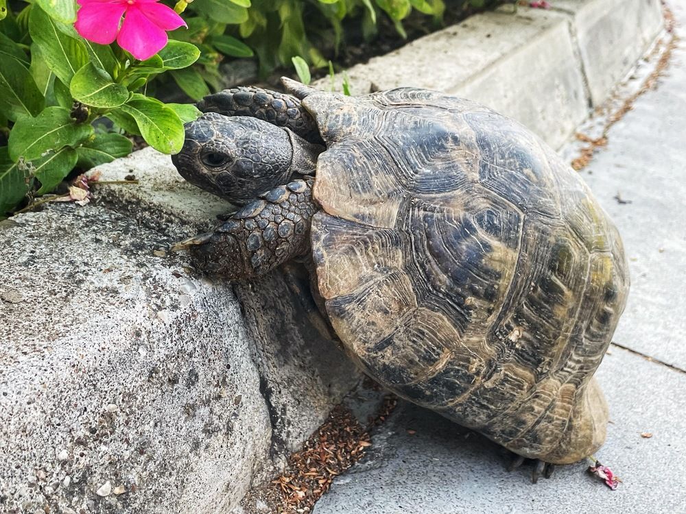 Фотография автора Ольга Лихтарь