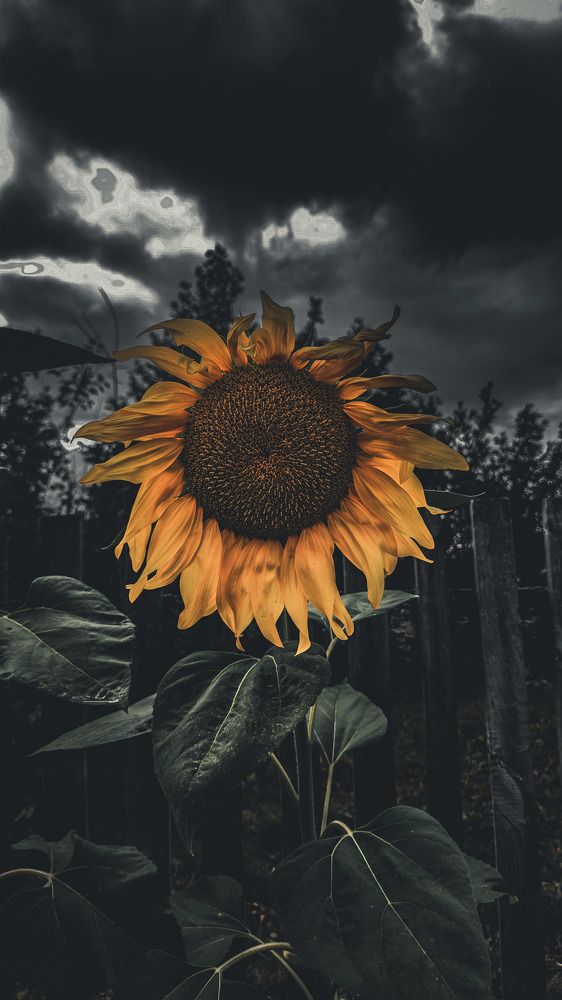 Photograph by Шамиль Самиев