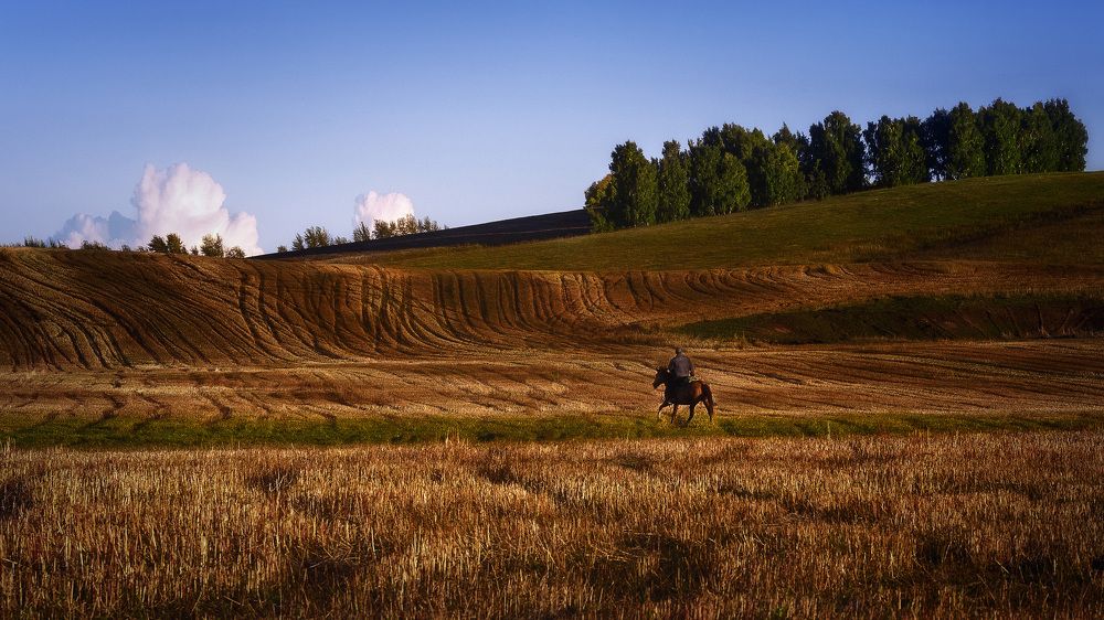 По стерне гречишной