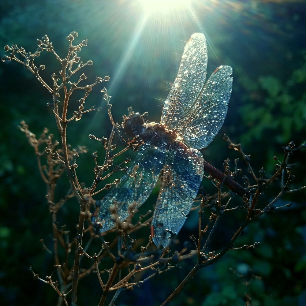 Photograph by Евсеева Валентина