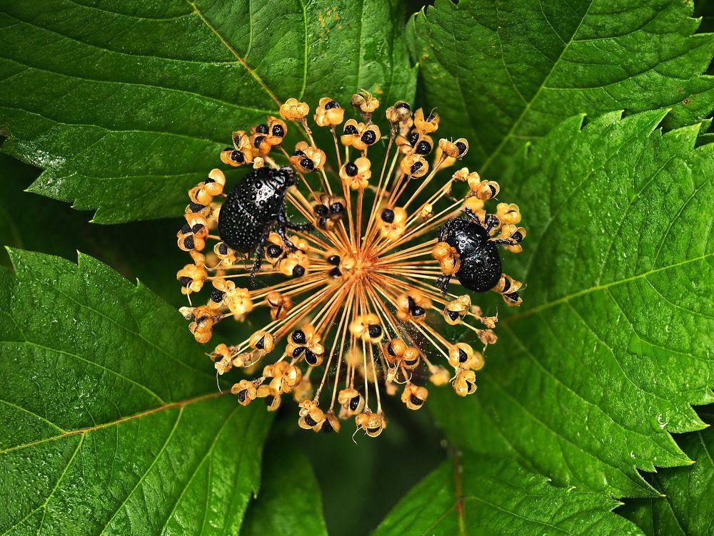 После дождя.