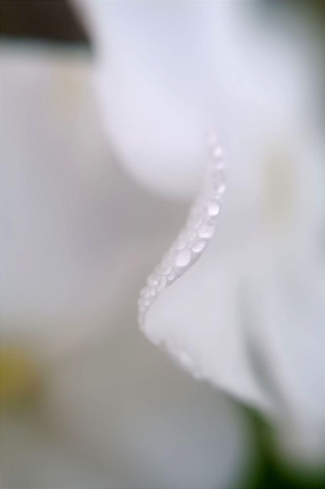 Photograph by Olga Kot